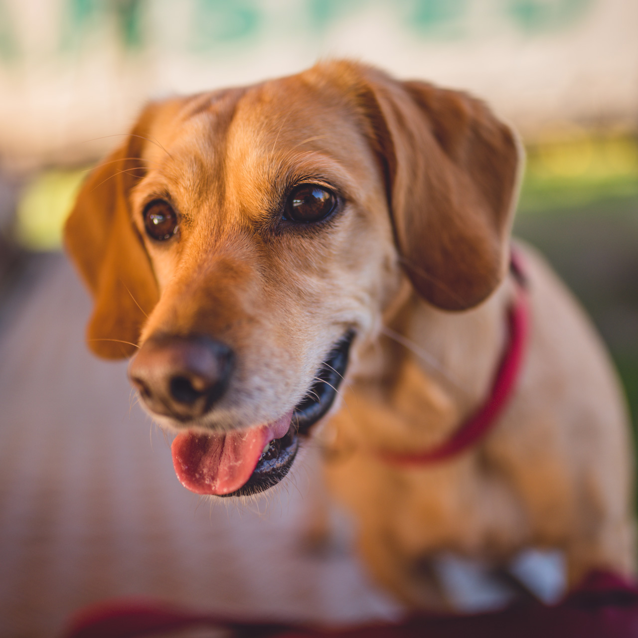 petcheck Dog